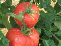 tomate-1.jpg